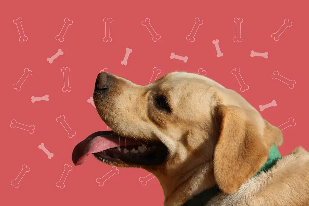 Czy pies może jeść pomidory?