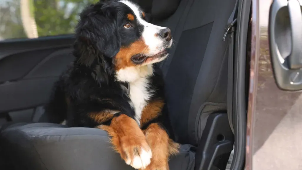 Pasy samochodowe dla psów