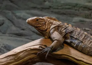 Sklep terrarystyczny