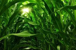 Nowoczesna ochrona kukurydzy – skuteczny oprysk na chwasty jako klucz do wysokich plonów