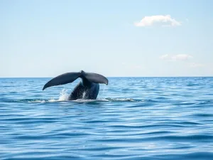 Wieloryb – opis gatunku, środowisko, zachowanie